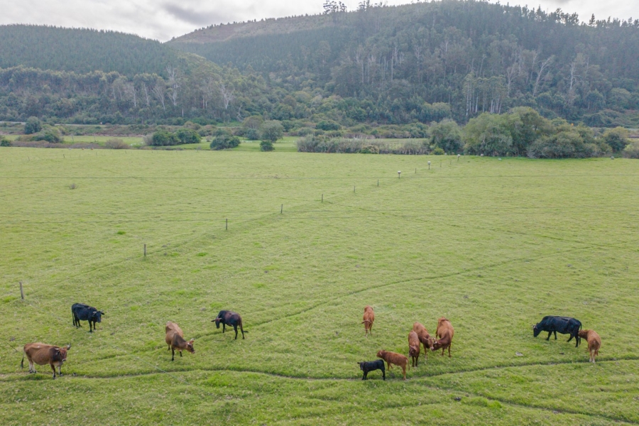 14 Bedroom Property for Sale in Knysna Rural Western Cape